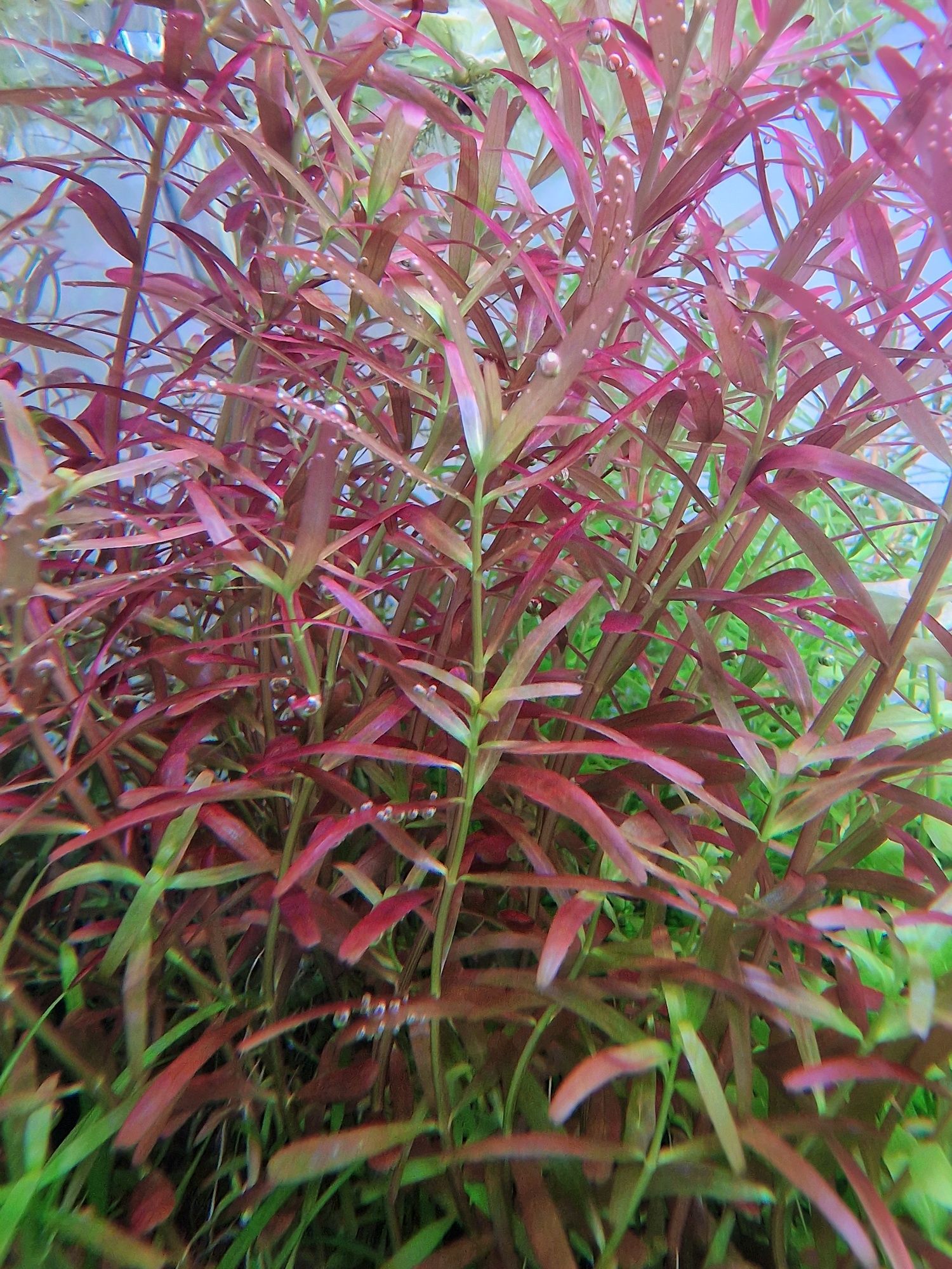 Roślina akwariowa Rotala rotundifolia 'Blood Red'