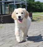 Golden retriever szczenięta FCI ZKwP suczki