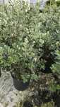 Metrosideros excelsa