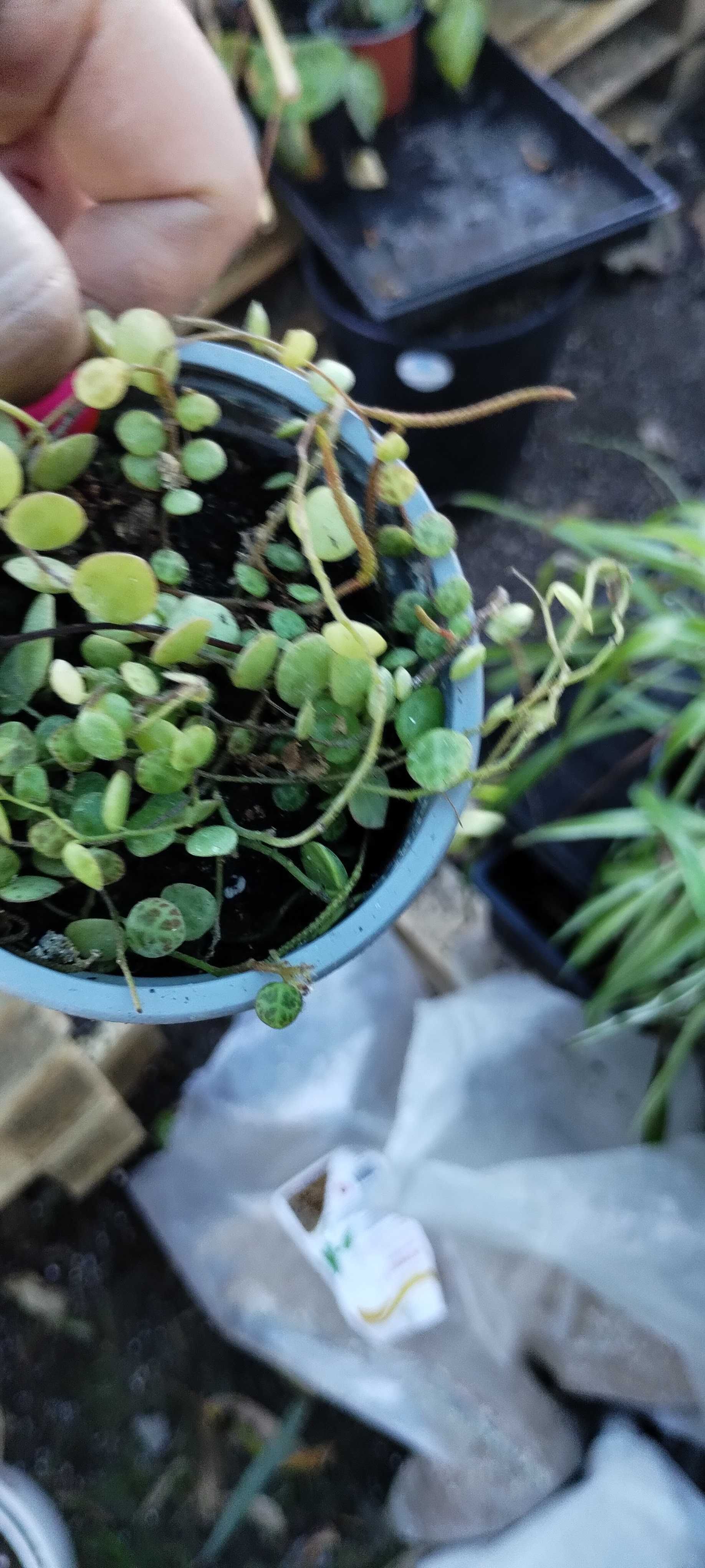 peperomia prostata string of turtles