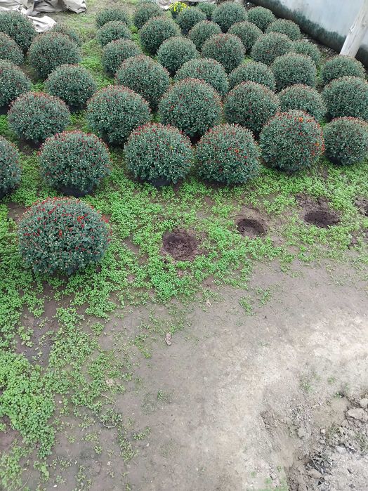 Sprzedam chryzantem drobnokwiatowe