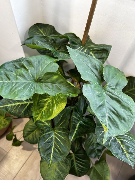 Syngonium planta grande