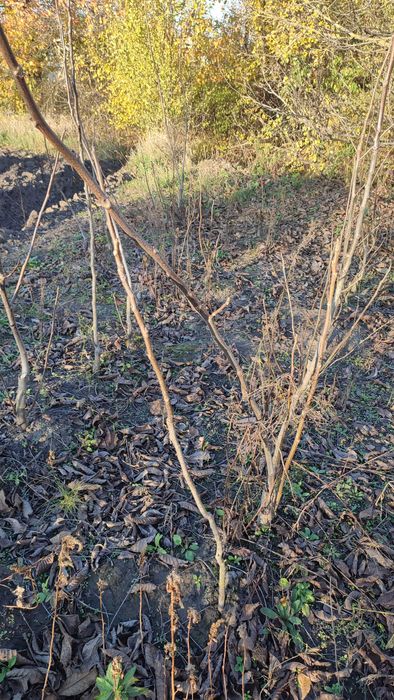 Продам садженці горіха (сортовий). 1,50м. Ціна: Договірна