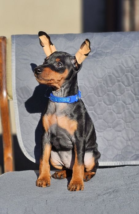 Piękny szczeniak pińczer miniaturka. Mini Doberman