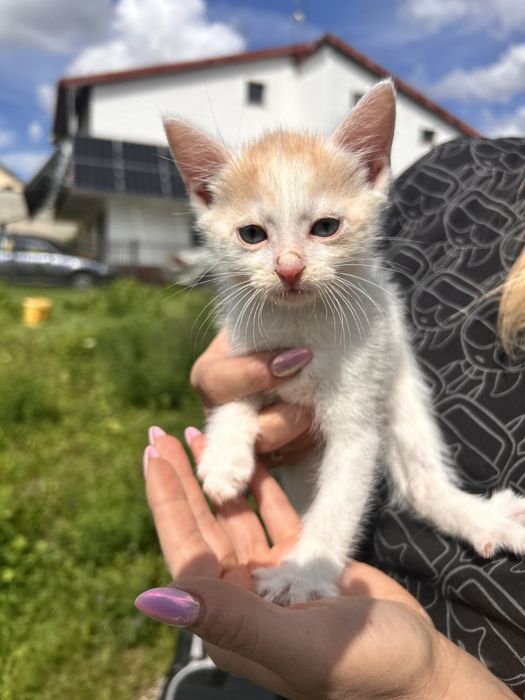 Kocięta 8 tyg szukaja domow