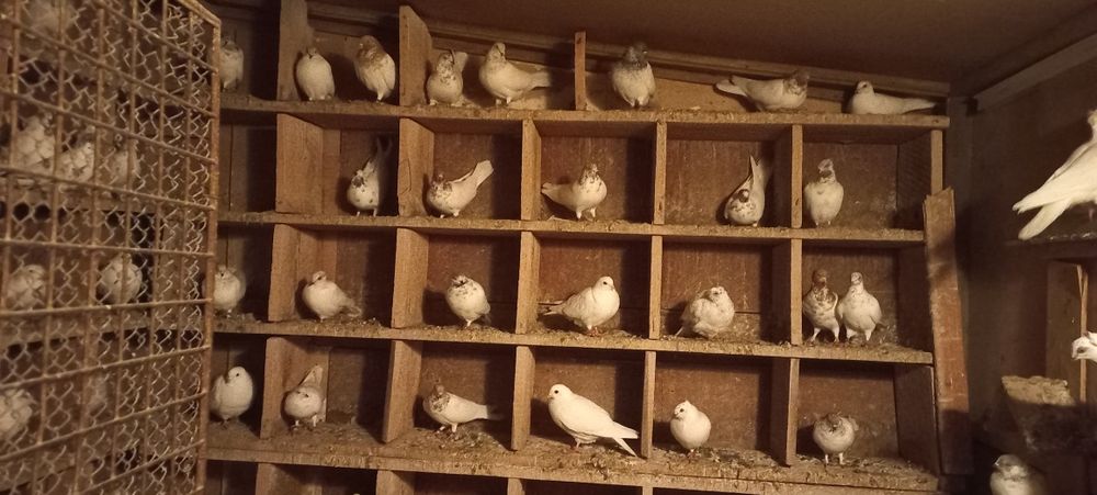 Sprzedam Lot gołębi budapesztów