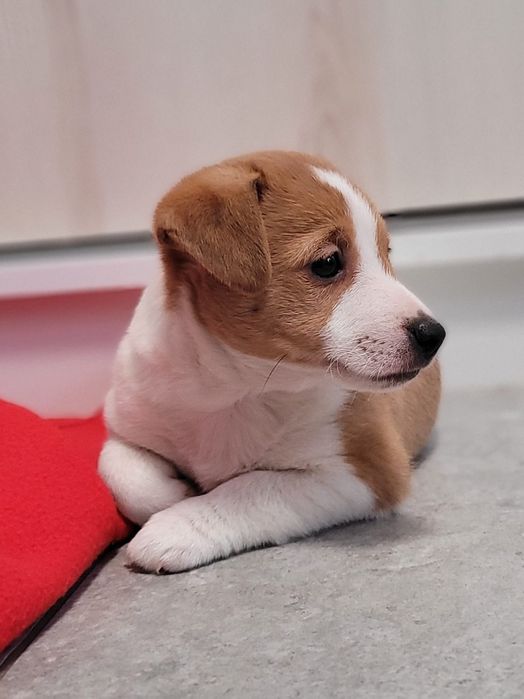 Jack Russell Terrier suczka