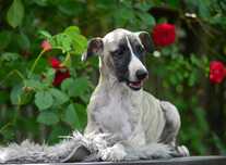 whippet piesek niewystawowy - rodowód ZkwP
