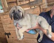 Suka Kangal Gotowa do zmiany domu