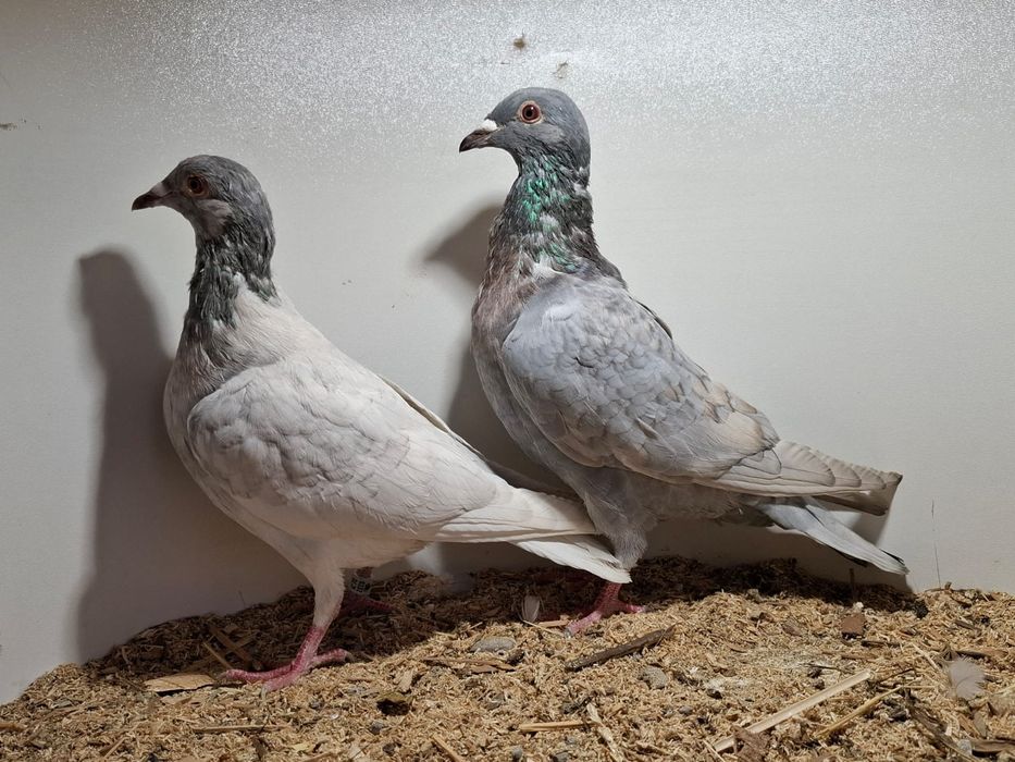Gołębie pocztowe młode opal Braszko Kuźma