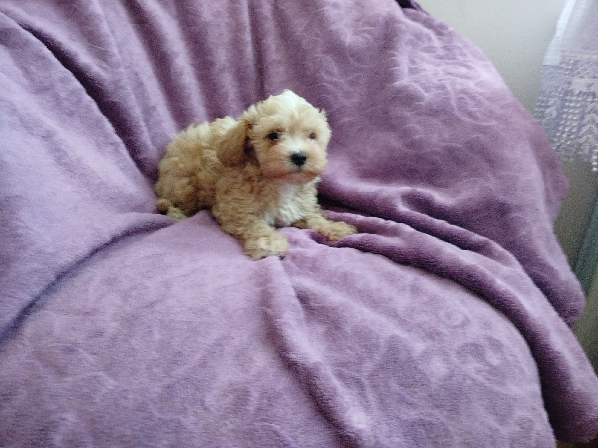 Piesek maltipoo//