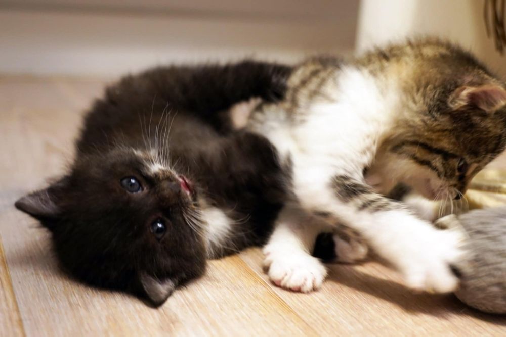 DWUPAK Dwie małe kotki do adopcji tylko WSPÓLNIE