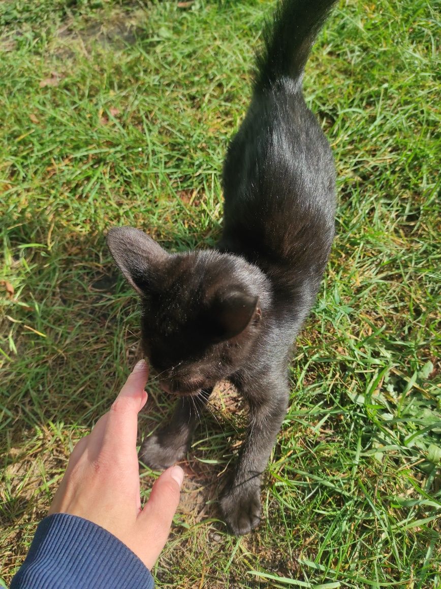 Котик у дбайливі руки