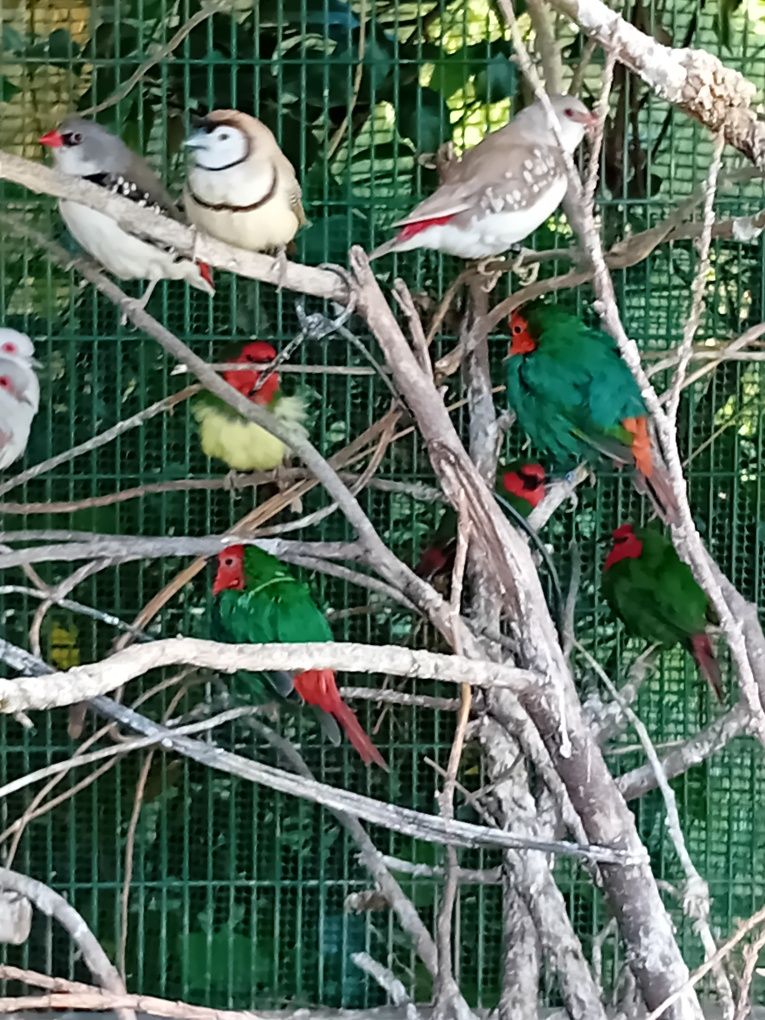 Várias aves para ceder