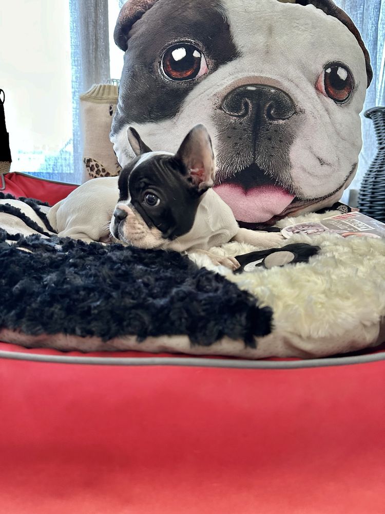 Bulldog Frances menino lindo