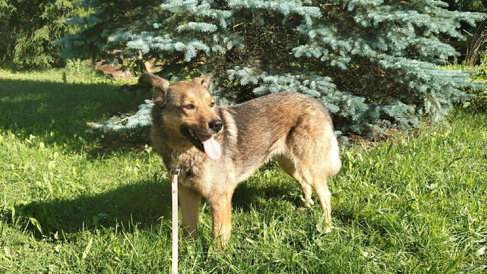 Biedna sunia ,prosi o dom.