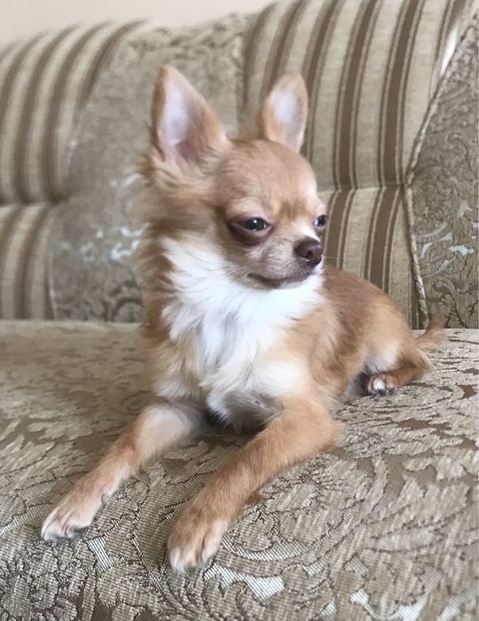 Песики чихуа міні