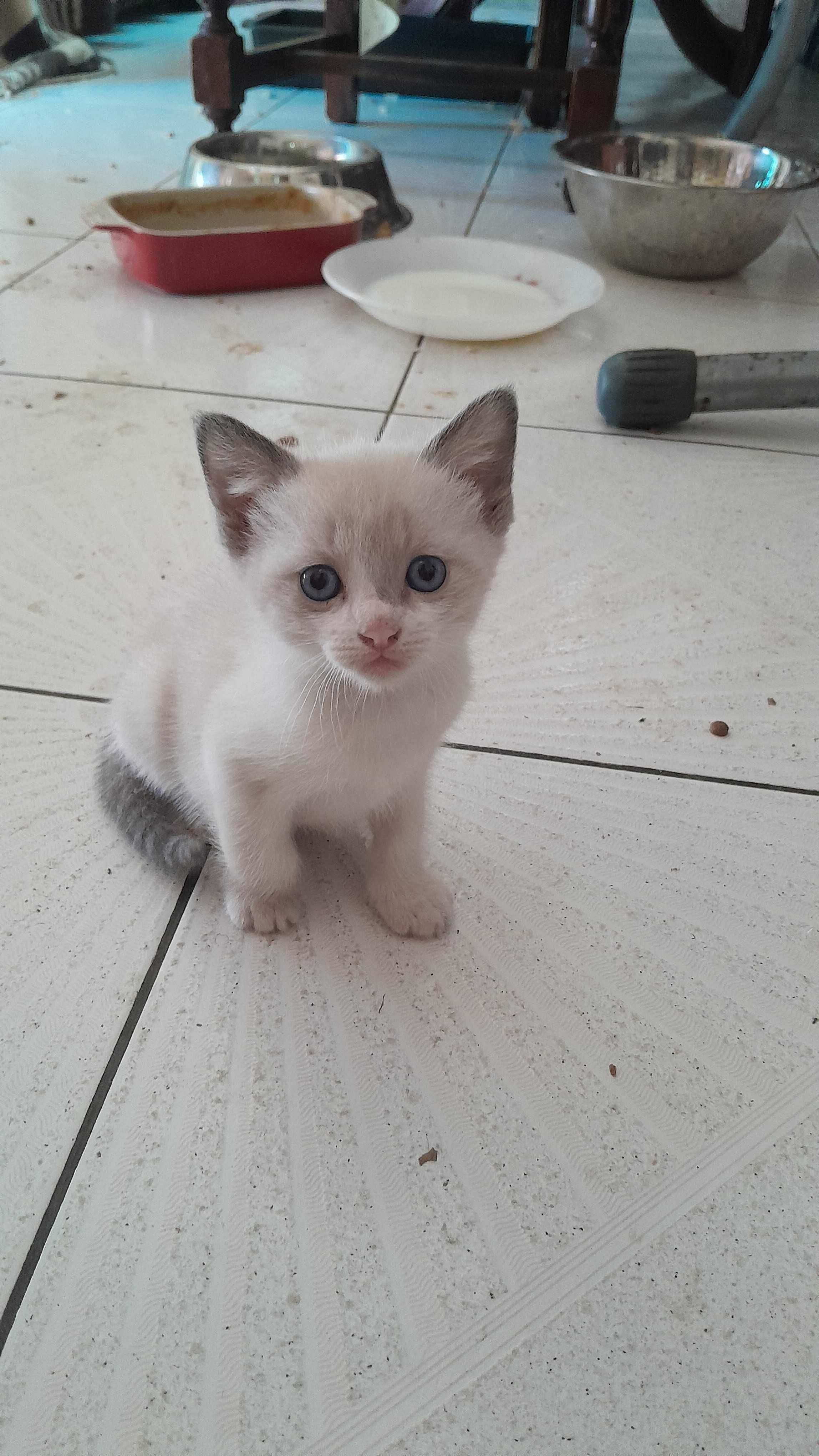 As gatinhas para adopção