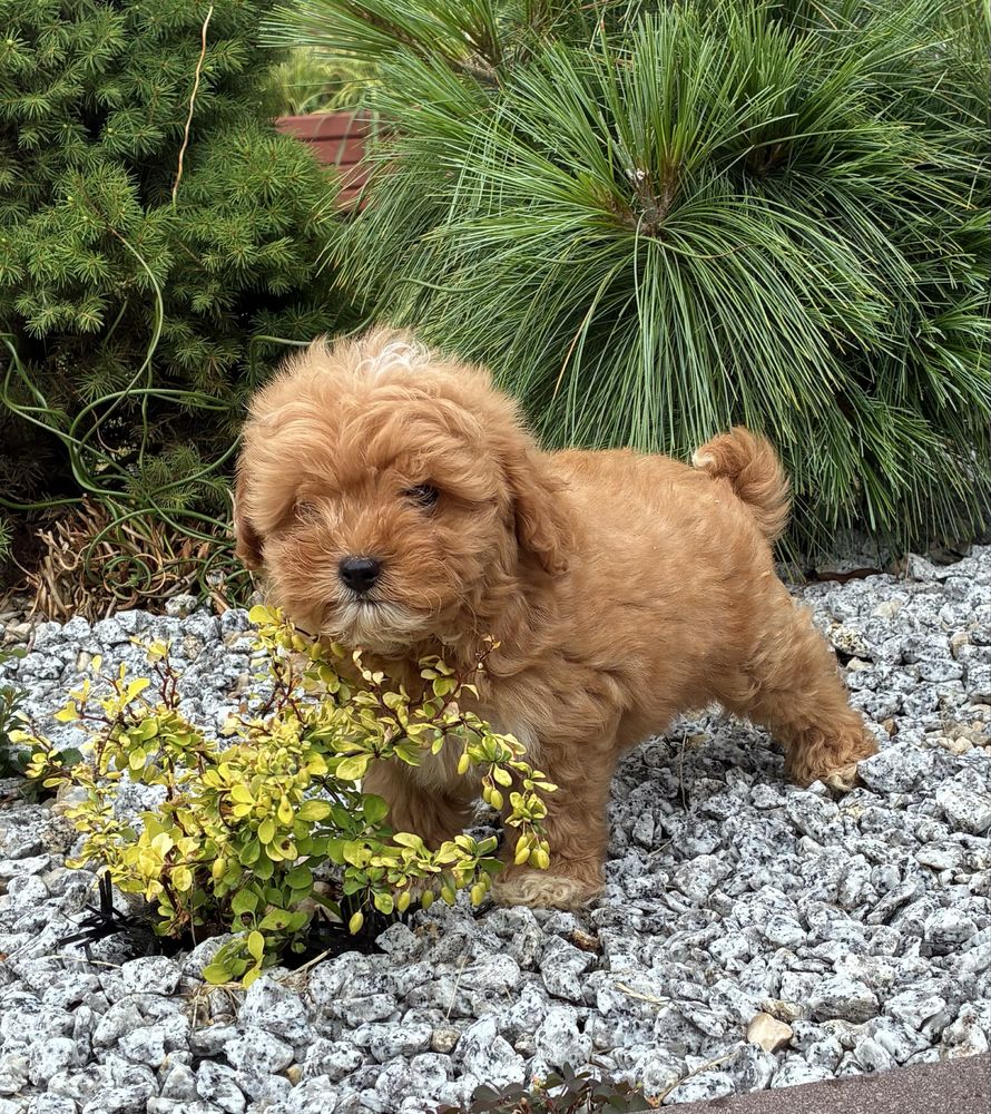 Maltipoo F1b super piesek