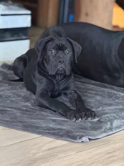 Cane Corso czarny samiec Merlin ZKwP/FCI
