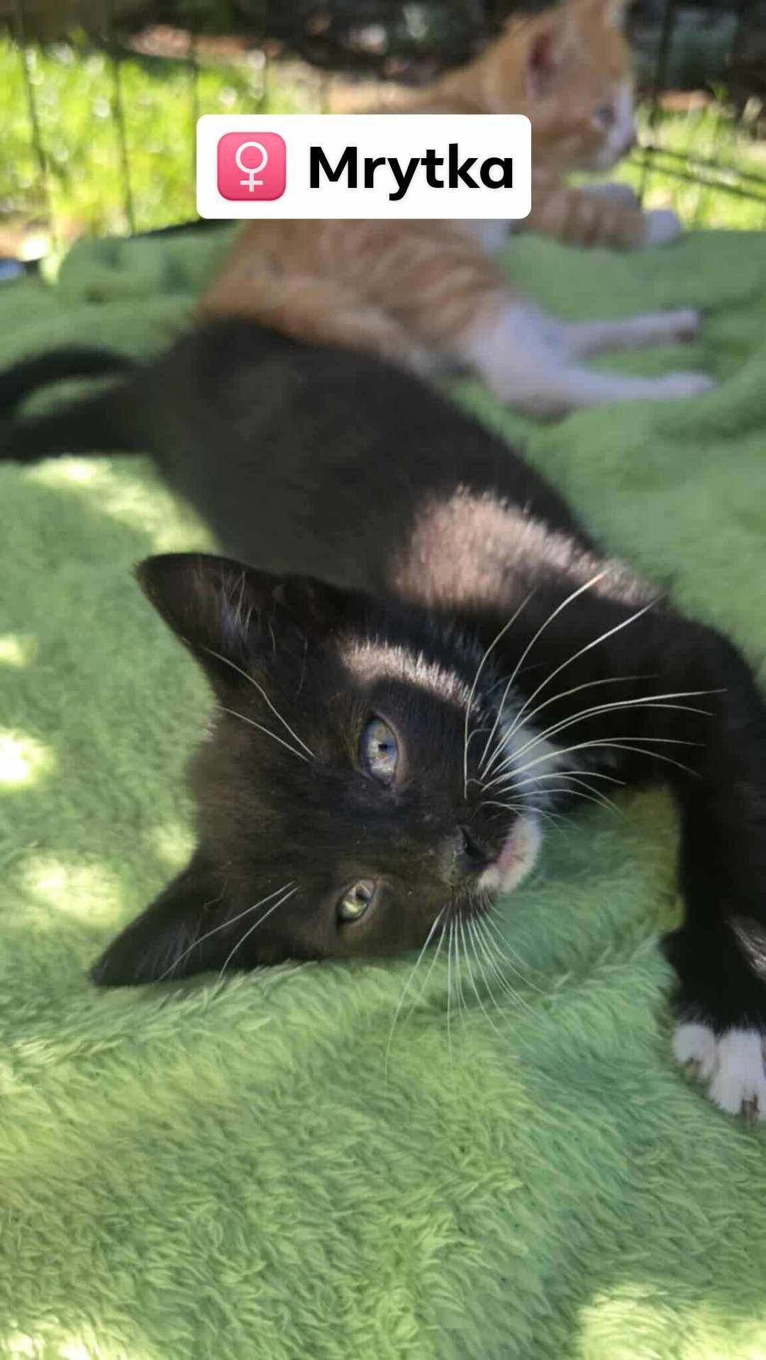 Kot koty kocur , kotki do adopcji