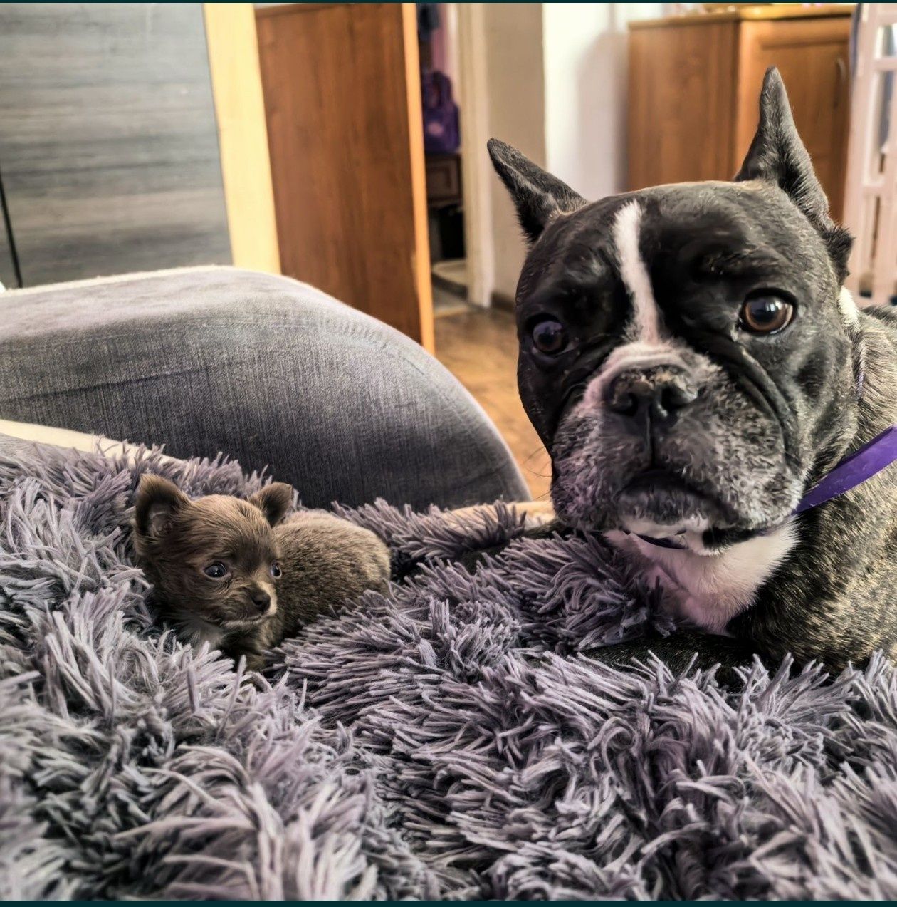 Chihuahua.Gotowe do odbioru.Piękne niebieskie i liliowe szczeniaki.
