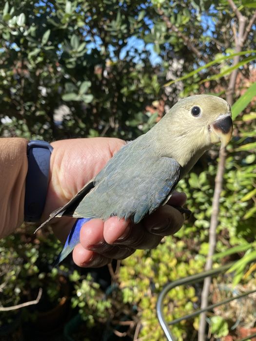 Agapornis domesticado promoção