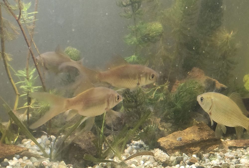 karasie koi do oczka wodnego