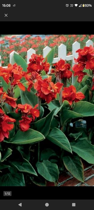 Canna paciorecznik 50 sztuk kana czerwona