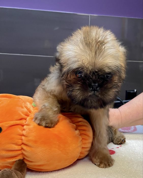 Gryfonik brukselski szczenię