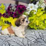 Suczka SHIH TZU Żyrardów