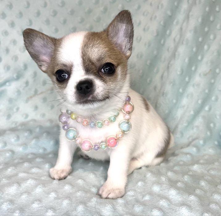 Chihuahua Femea Pelo Curto