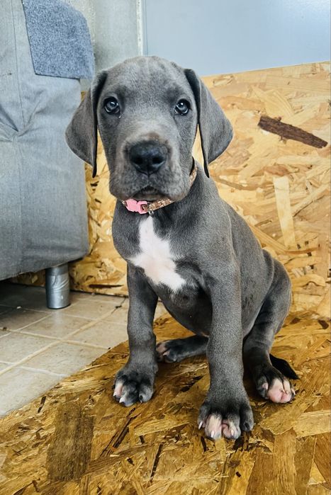 Dogue alemao Azul Fêmea