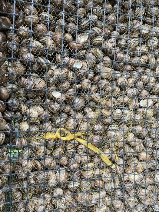 Равлик helix aspersa muller