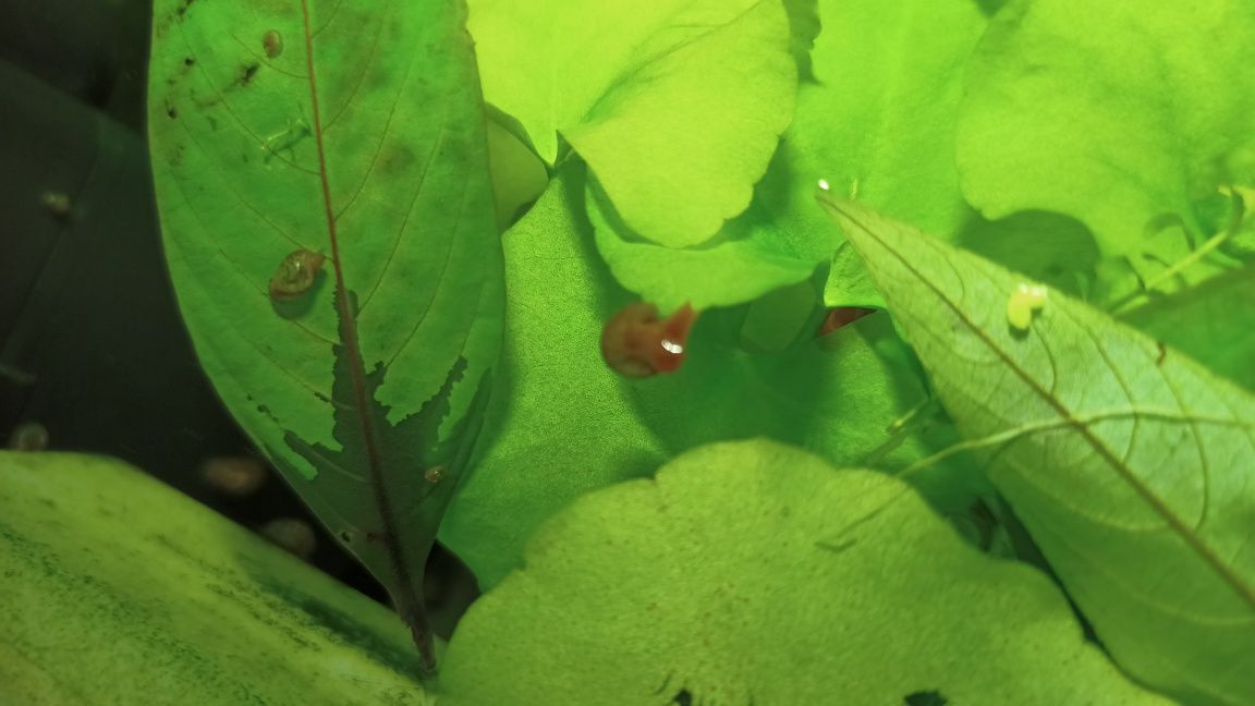 Caracóis Planorbis e Physa