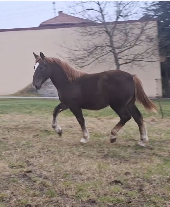 Źróbka zimnokrwista