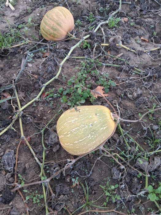 Abóbora menina 0,25€/kg