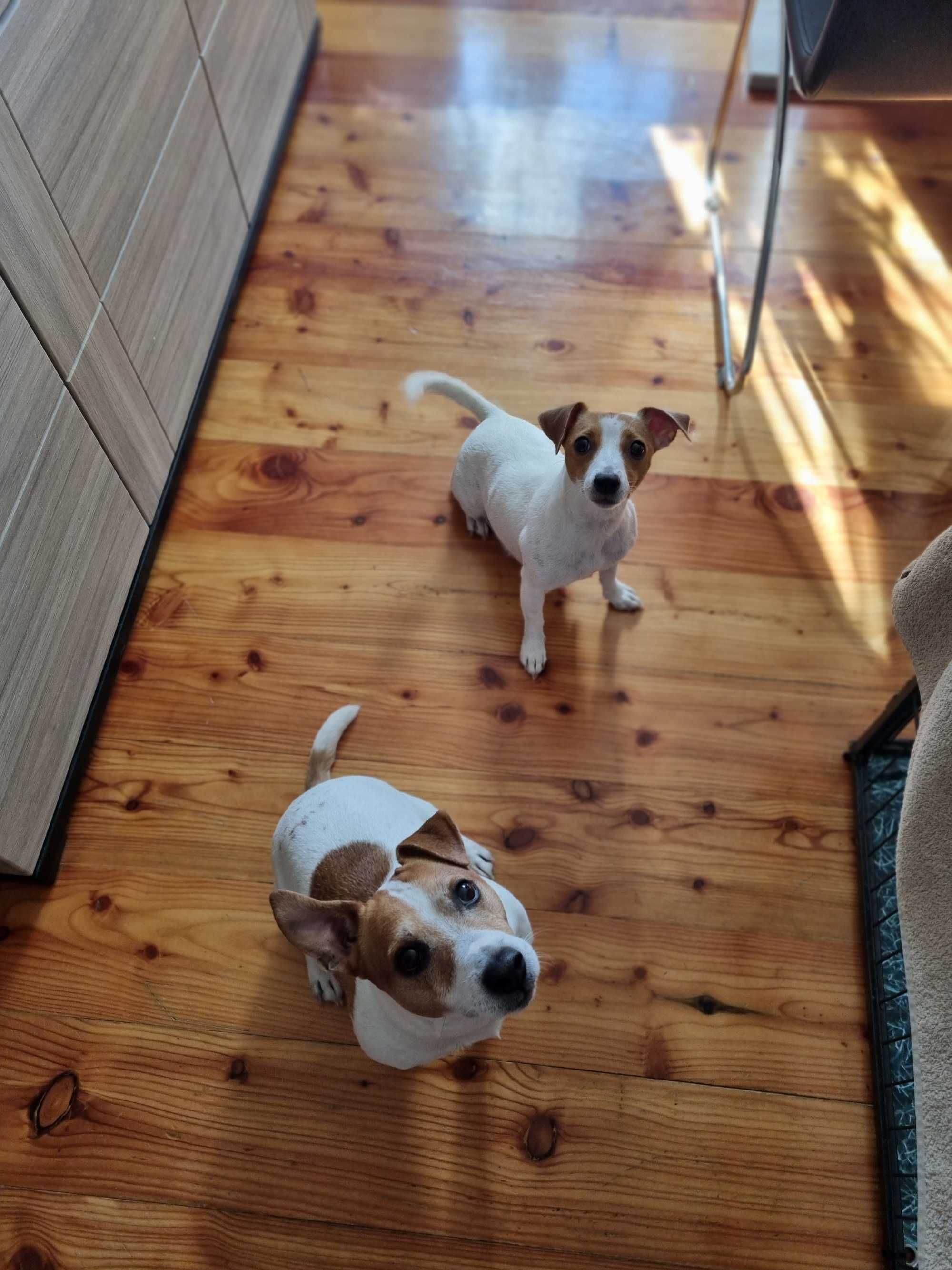 REZERWACJA Śliczna KIWI Jack Russell Terrier, odbiór od 25 sierpnia
