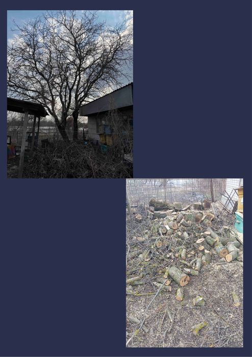 Професійне видалення, валка, обрізка та розпил аварійних дерев