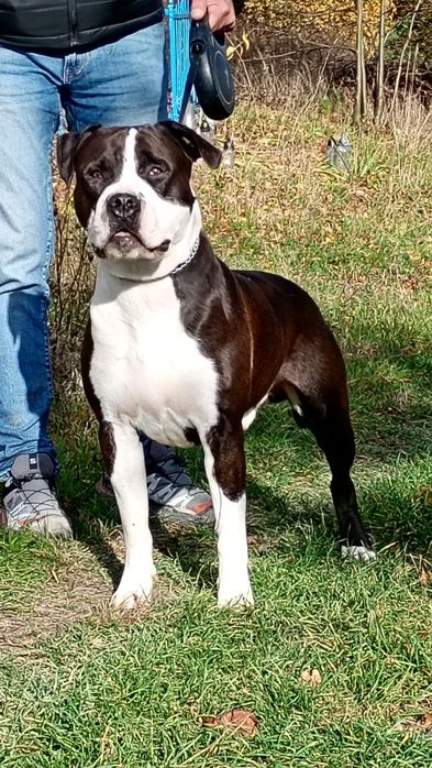 Promocja Szczenię niebieskookie American Staffordshire terrier amstaf