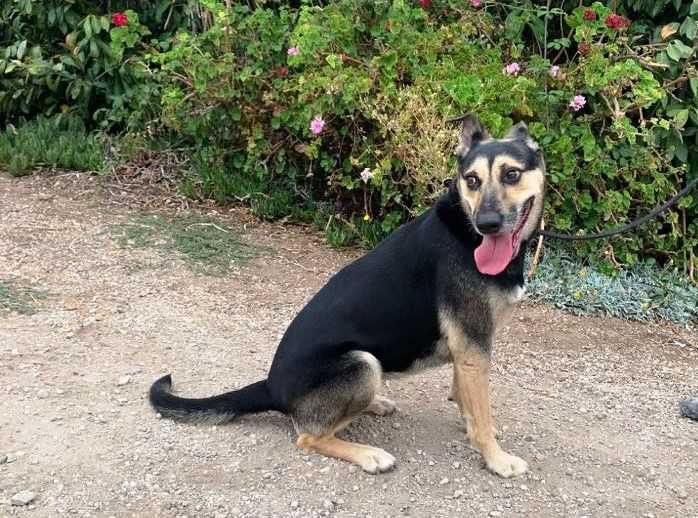 Sasha - Cadela média para adoção