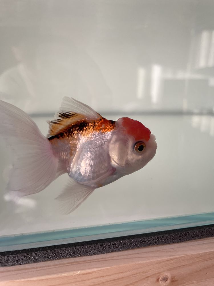 Oranda Cabeça de Leão Tricolor 7-8cm Grade A