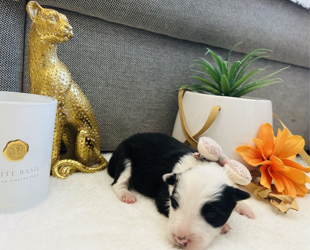 Menina border collie preto e branco