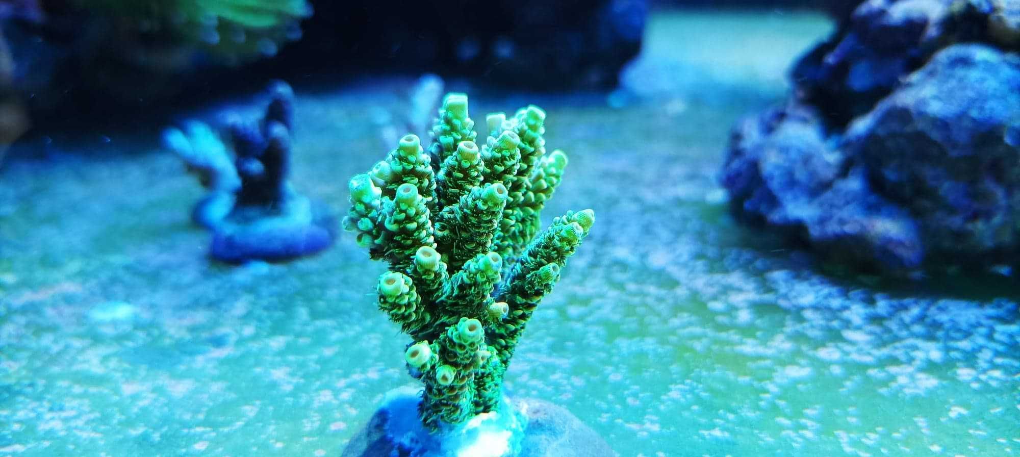 Acropora koralowce sps szczepki akwarium morskie