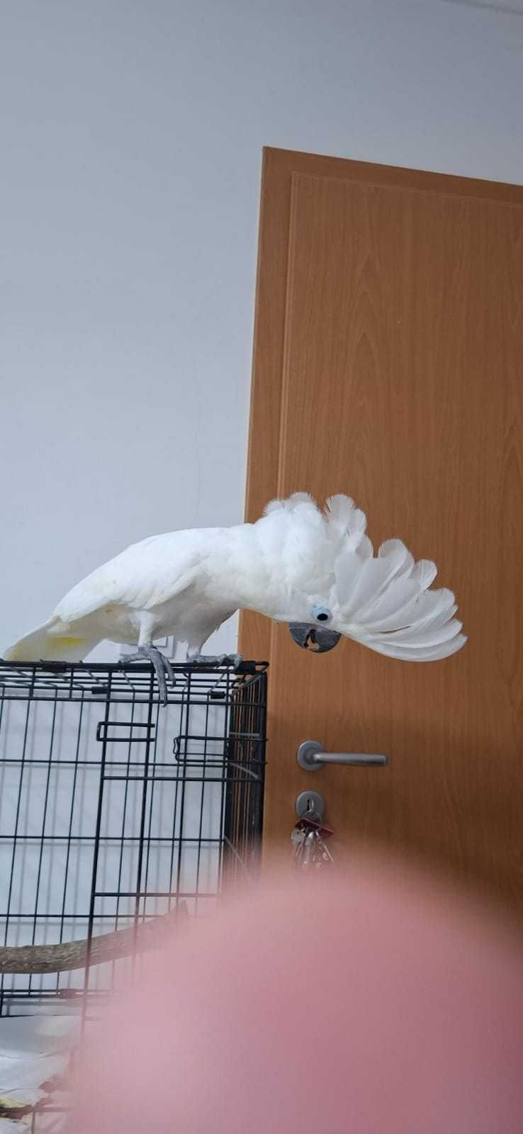 Catatua Alba, ave muito meiga