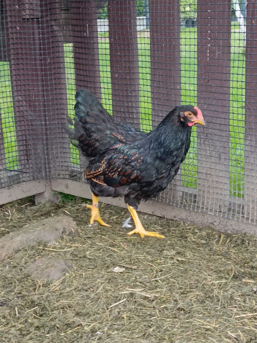 Kogut Barnevelder