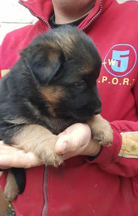 В продажі щенята Німецької Вівчарки