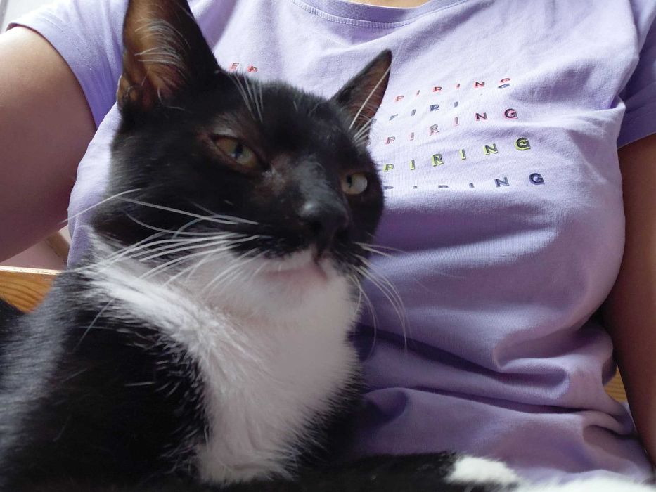 piękne kociaki do oddania w odpowiedzialne rece