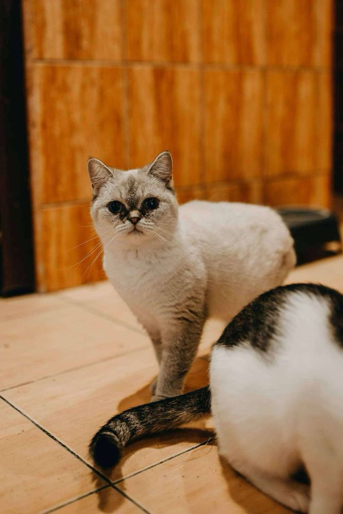 Fifi szuka domu!