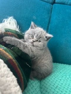 Szkocka koteczka"EMI"